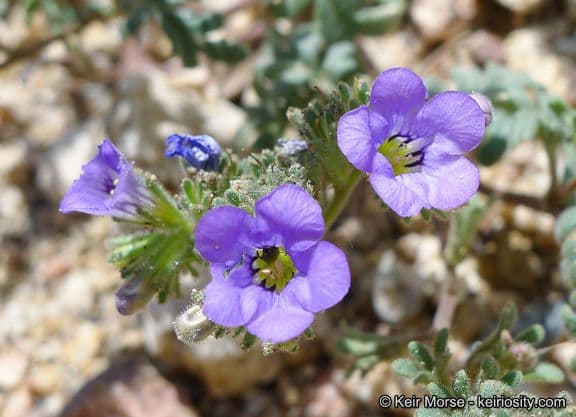 Fremonts Phacelia 8