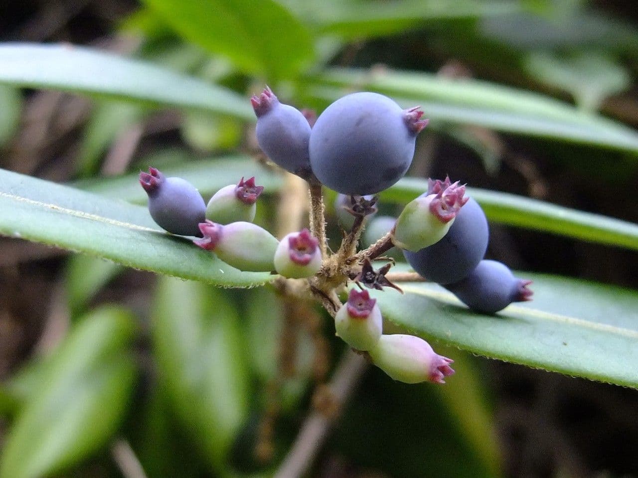 Caprifoglio acuminato 5