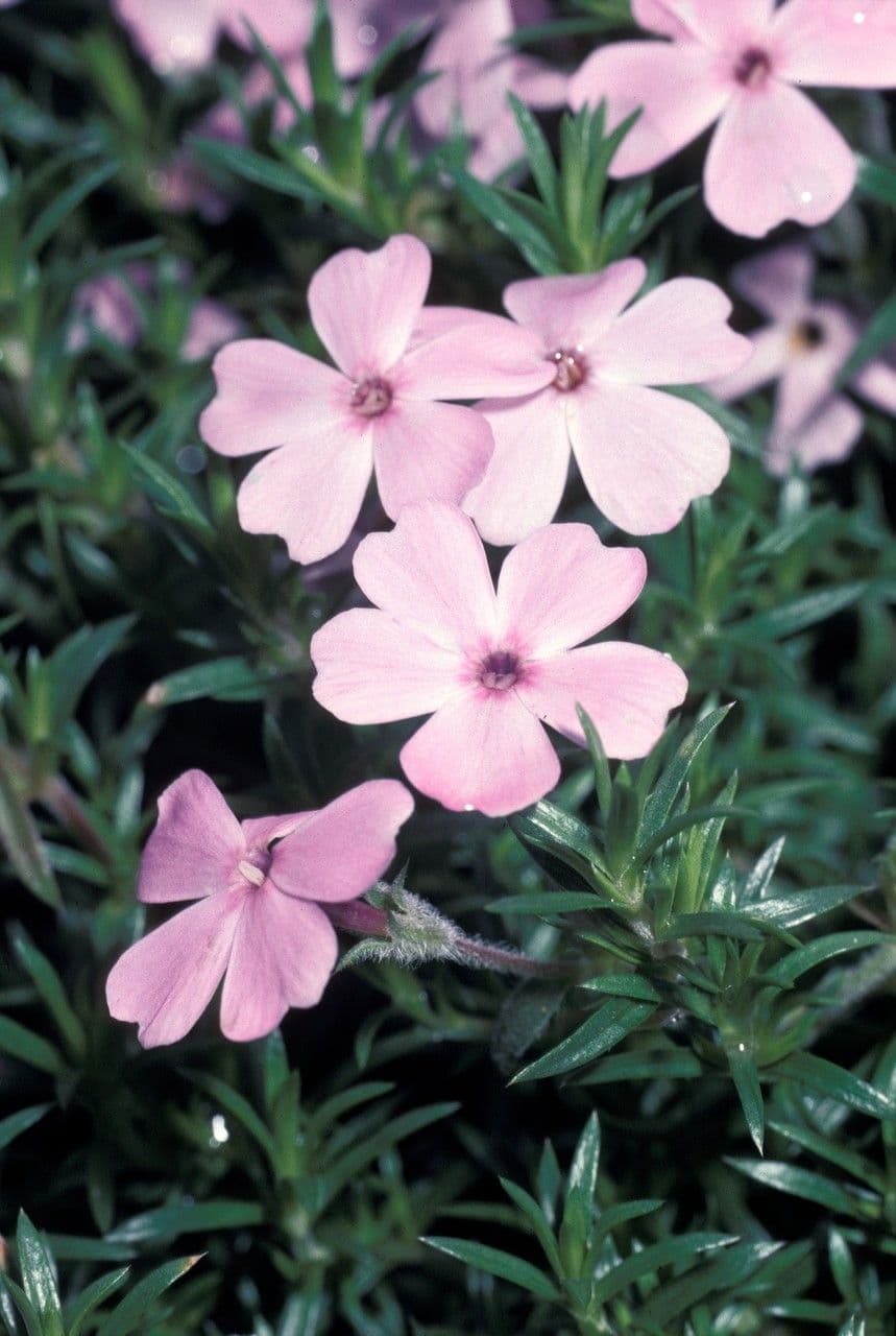 Flox di Douglas