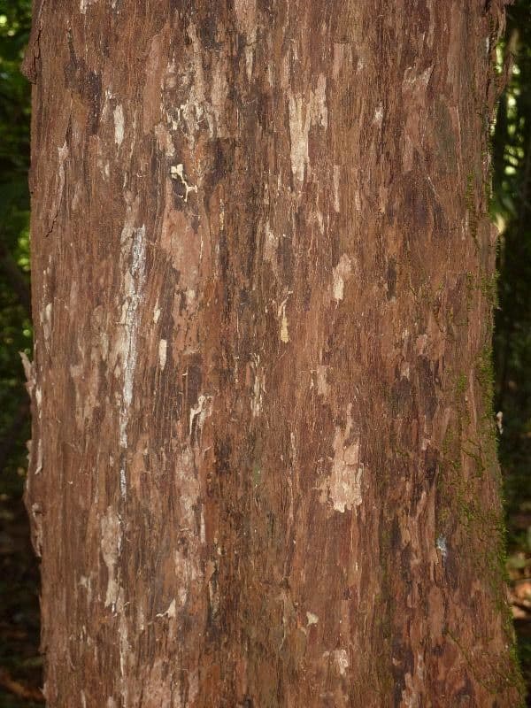 Pouteria 4