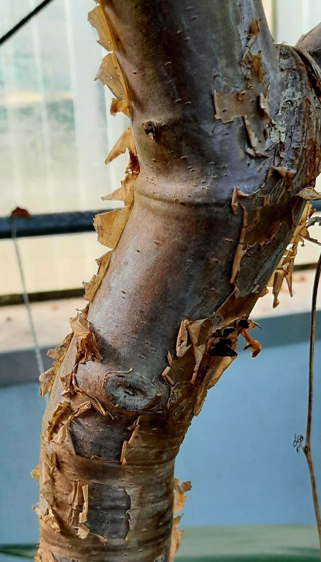 Echter Weihrauchbaum 13