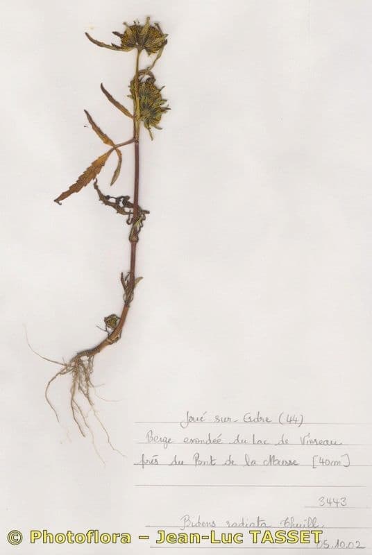 Bidens radiata 11