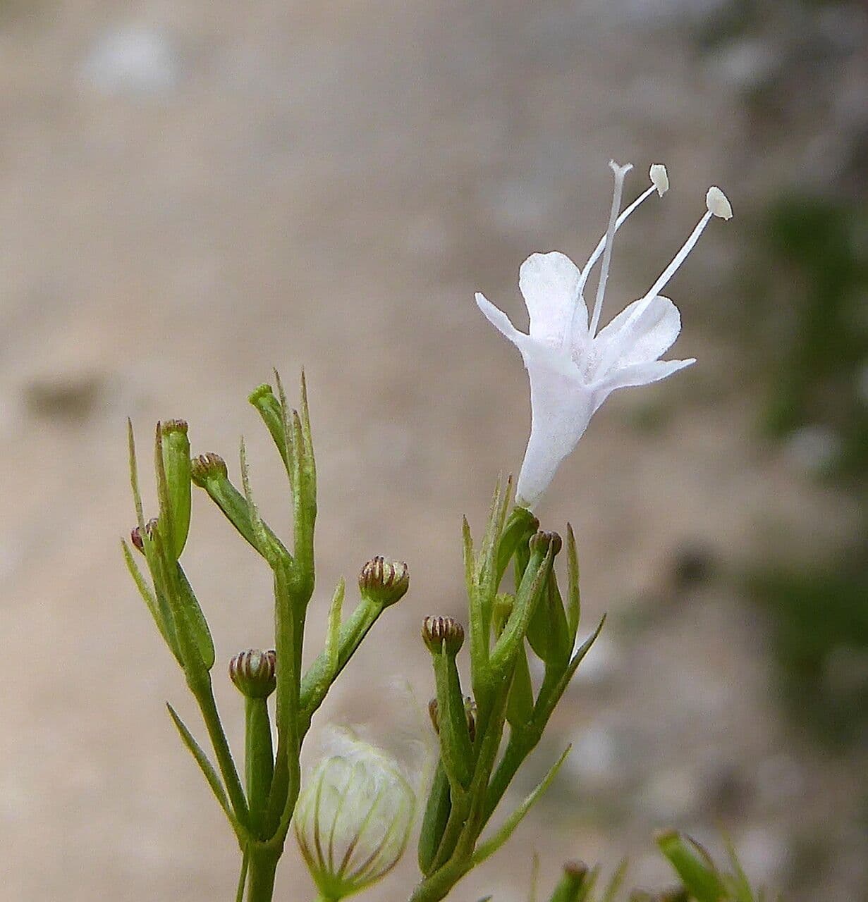 Dwarf valerian 7