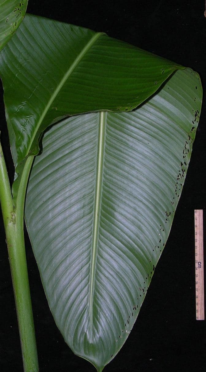 Maraca roja 8