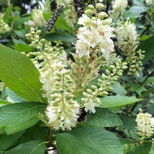 Clethra 10