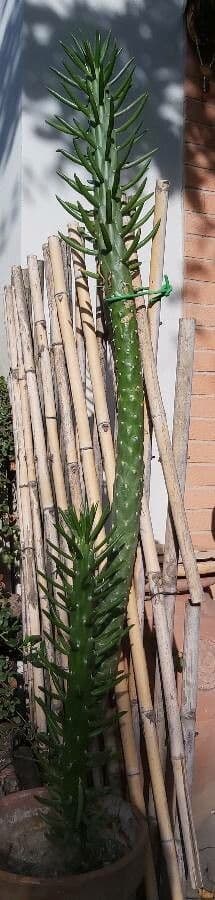 Cactus 5