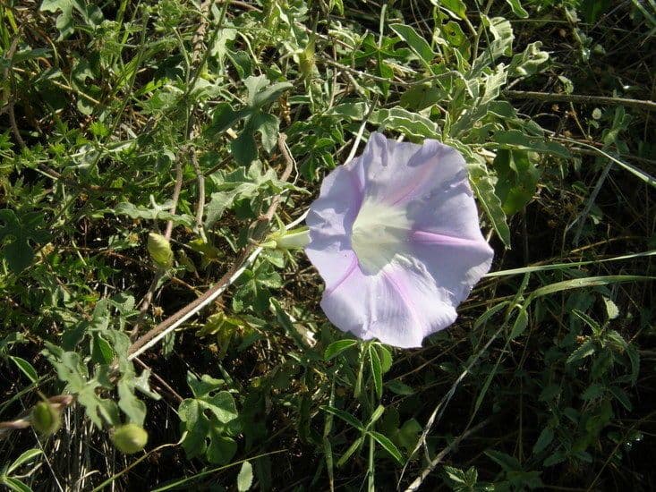Lindheimers Prunkwinde 7
