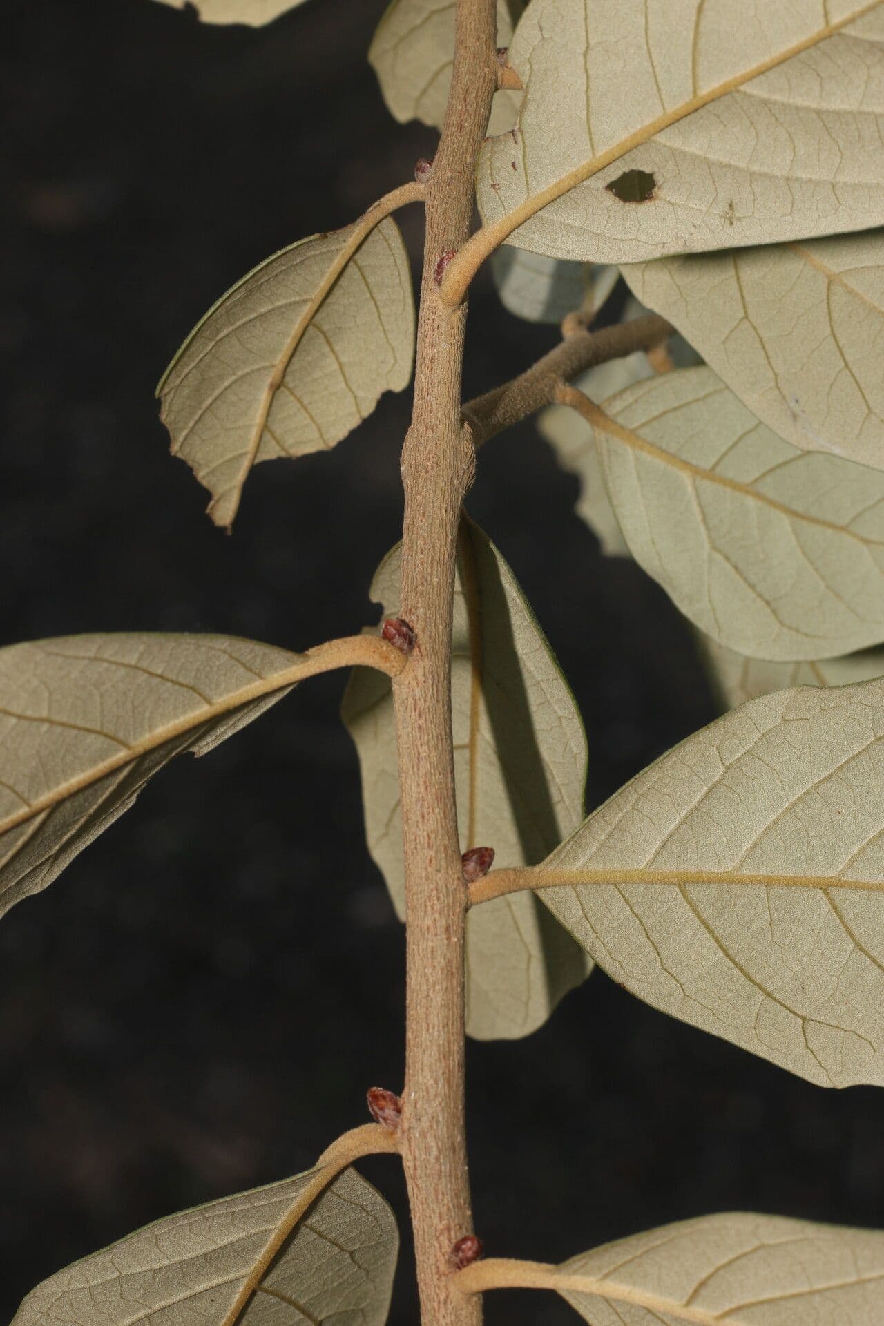 Quercia 20