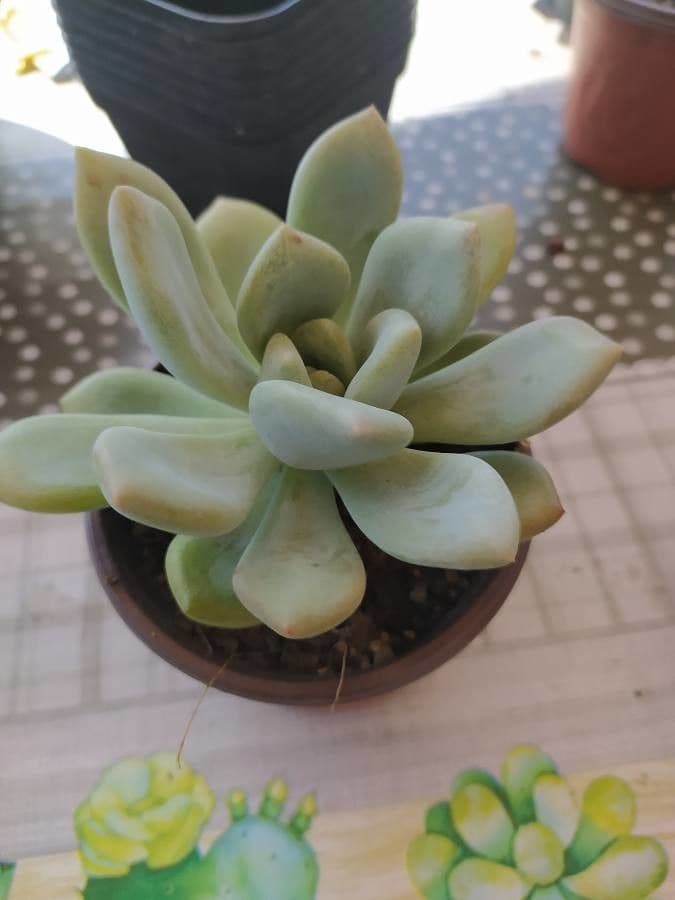 Pachyphytum 14