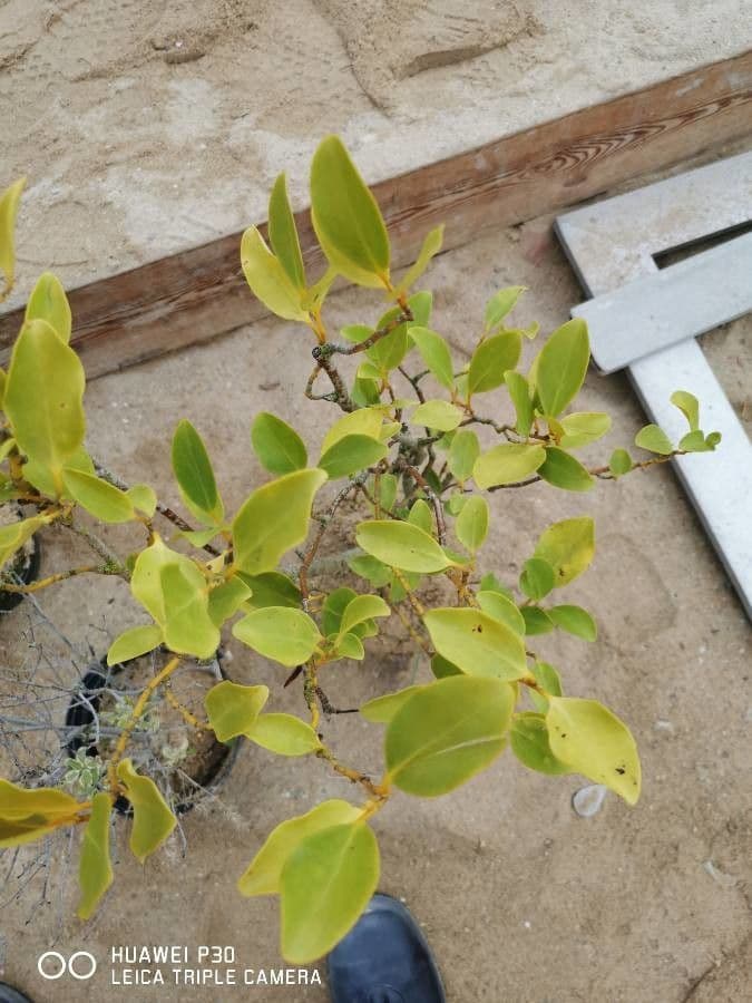 Griselinia 2