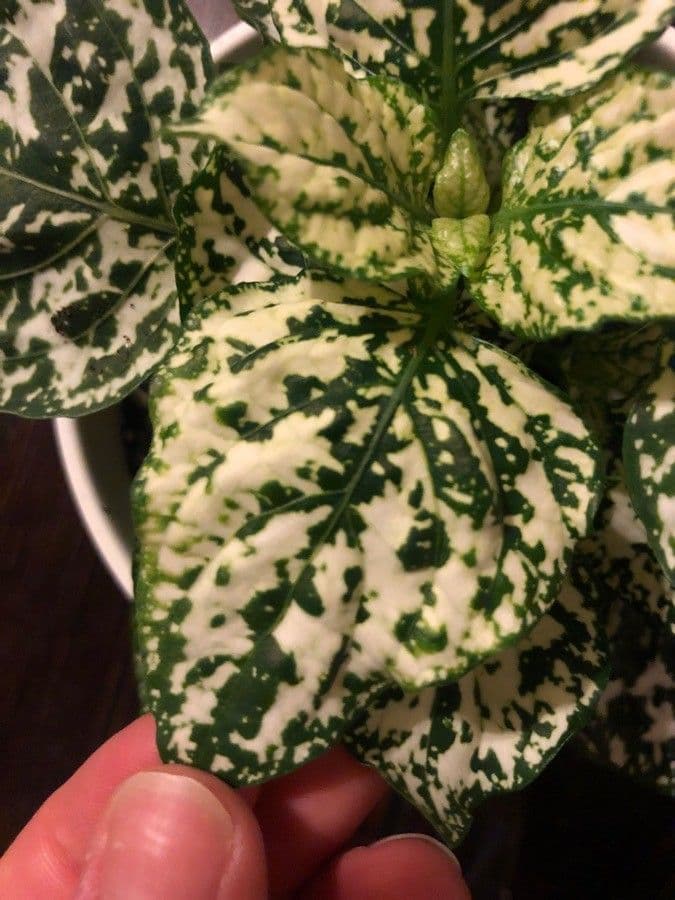 Hypoestes 24