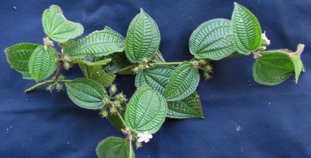 Borstige Clidemia 26