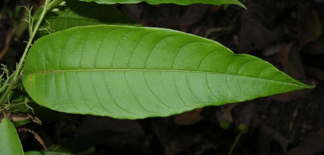 Cestrum strapcovité 16