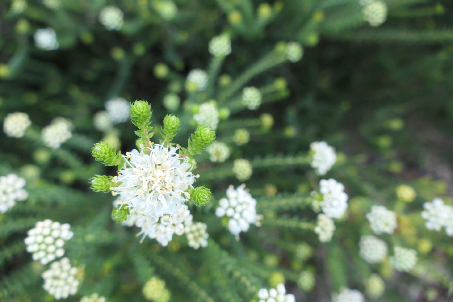 Agathosma