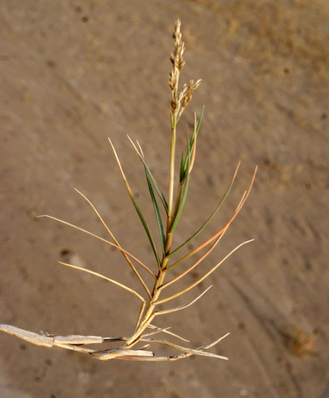 Aeluropus 14