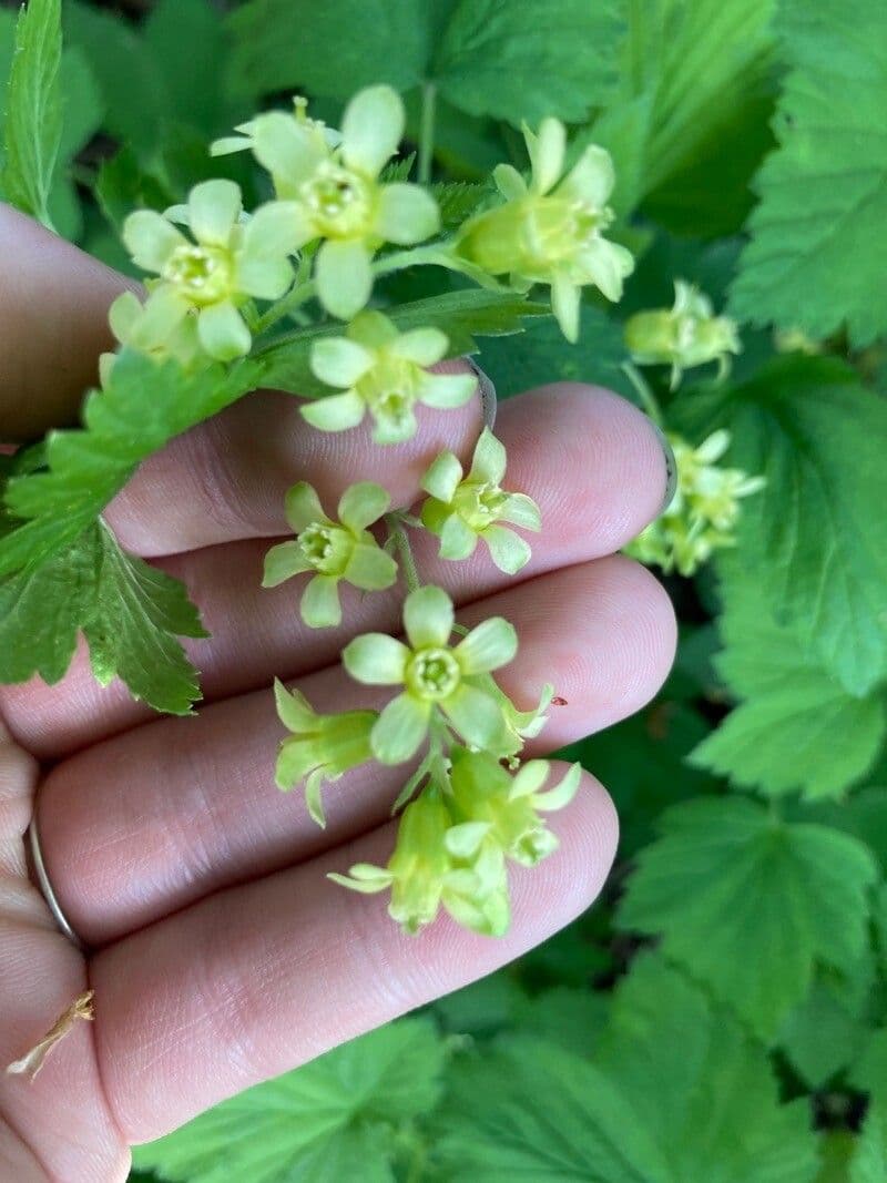 Ribes nero americano 5