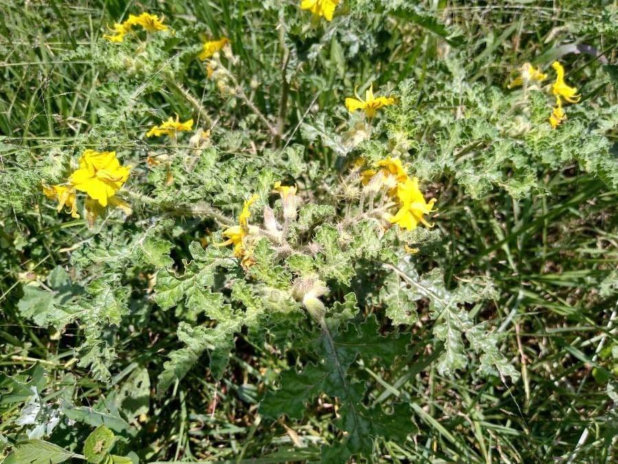 Solanum rostratum 6