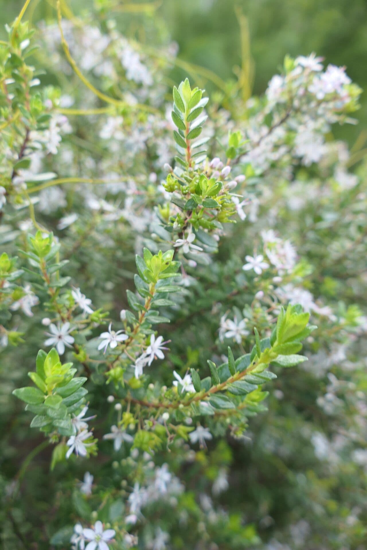 Agathosma 7