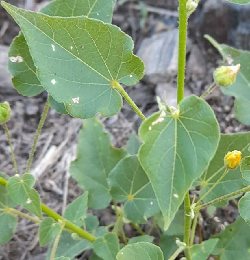 Wissadula 3