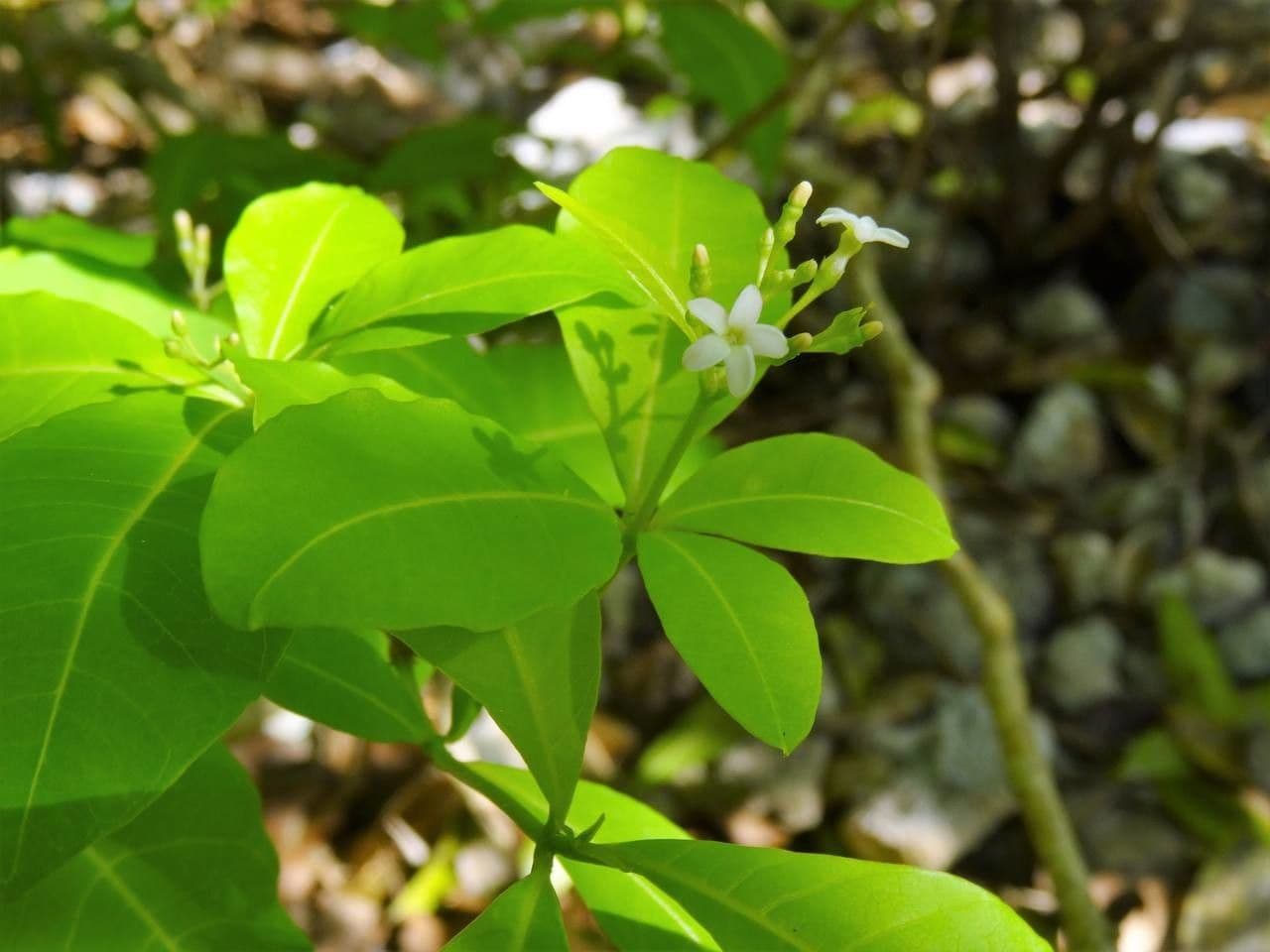 Rauvolfia viridis 8