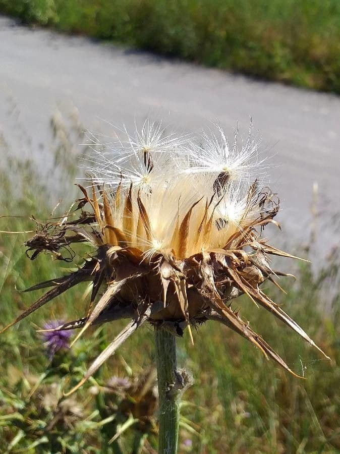 Mariendistel