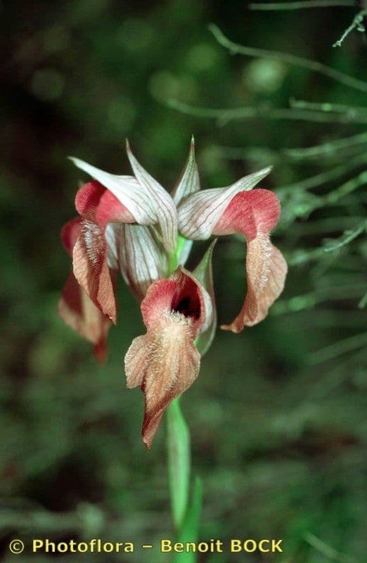 Serapias neglecta 2
