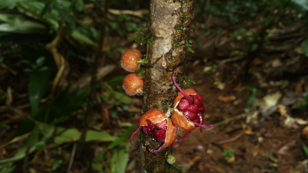 Herrania 7