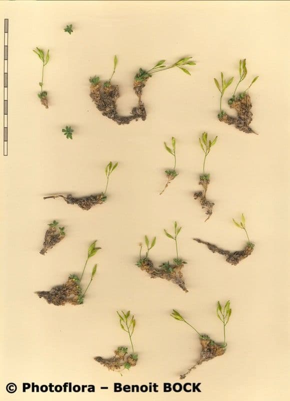 Draba douteuse 26