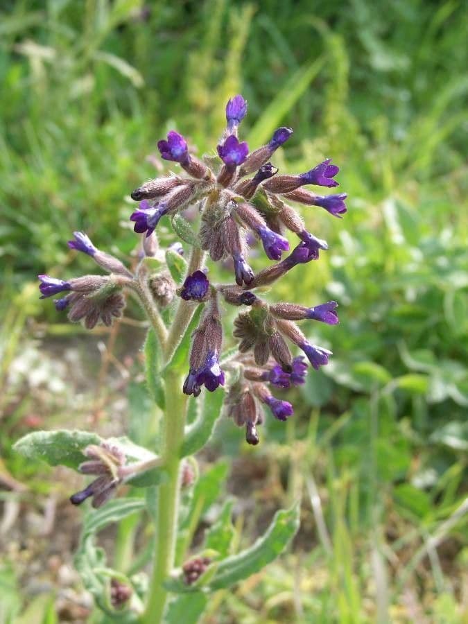 Buglossoide ondulata 12