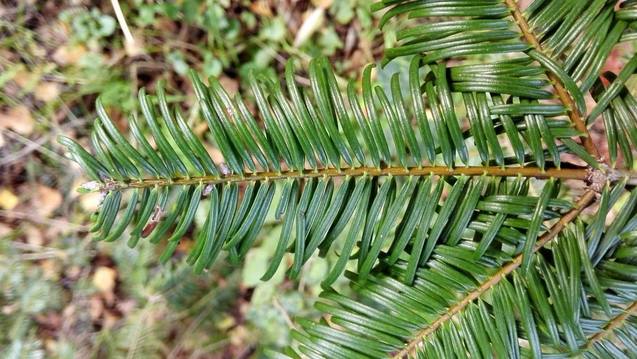 Sapin géant 12