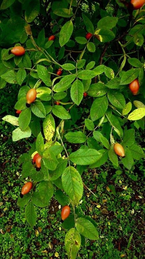 Rosa selvatica comune 12