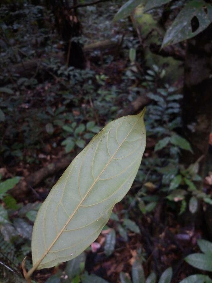Umari sauvage 2