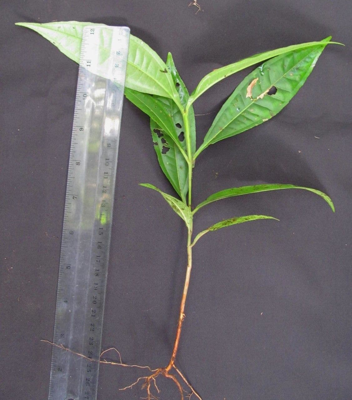 Miconia a tre nervature 15