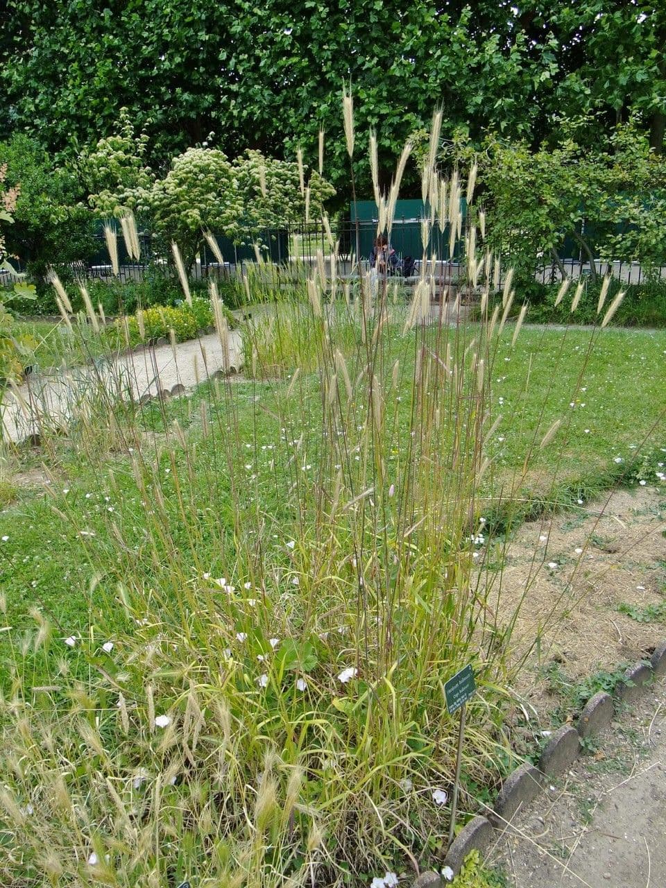 Orzo bulboso 13