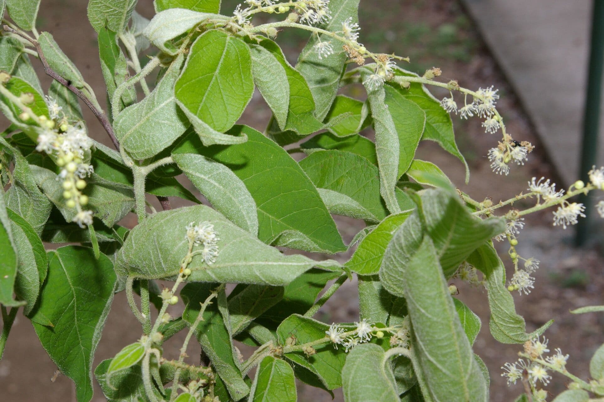 Croton morifolius 2
