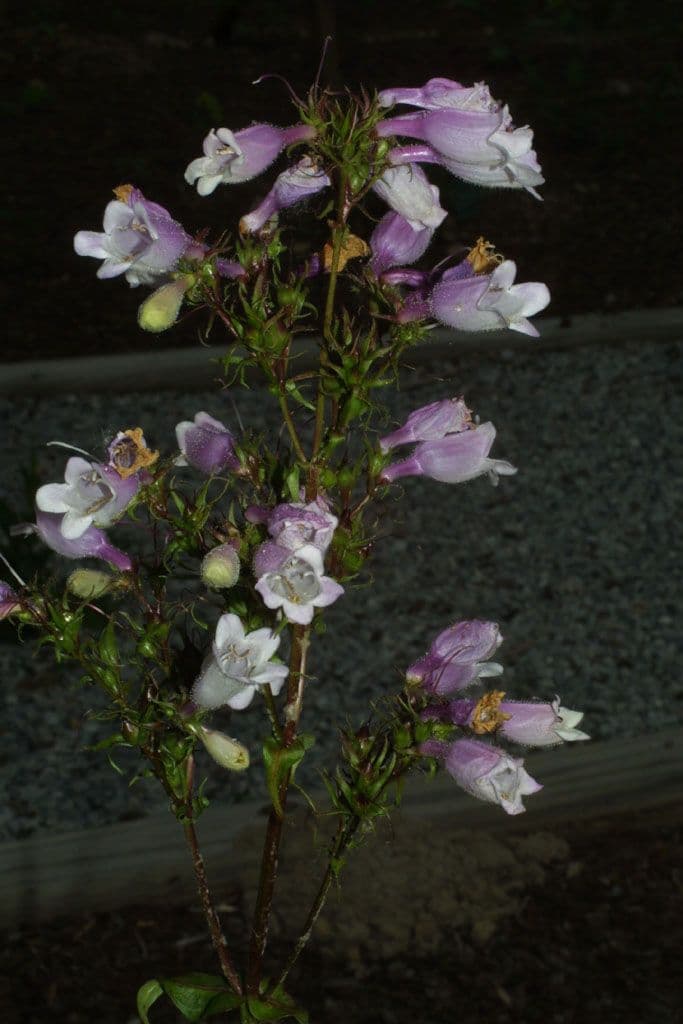 Penstemon 8