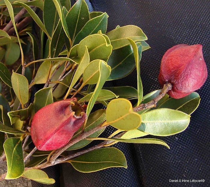 Syzygium 2