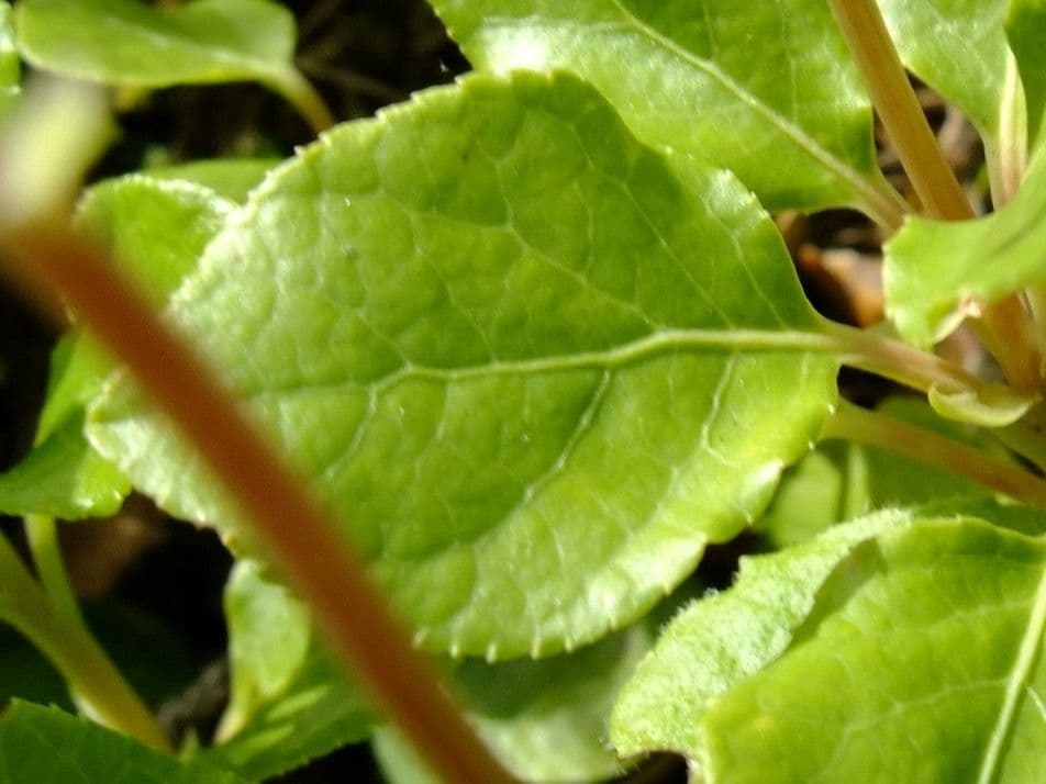 Serrated-wintergreen 16