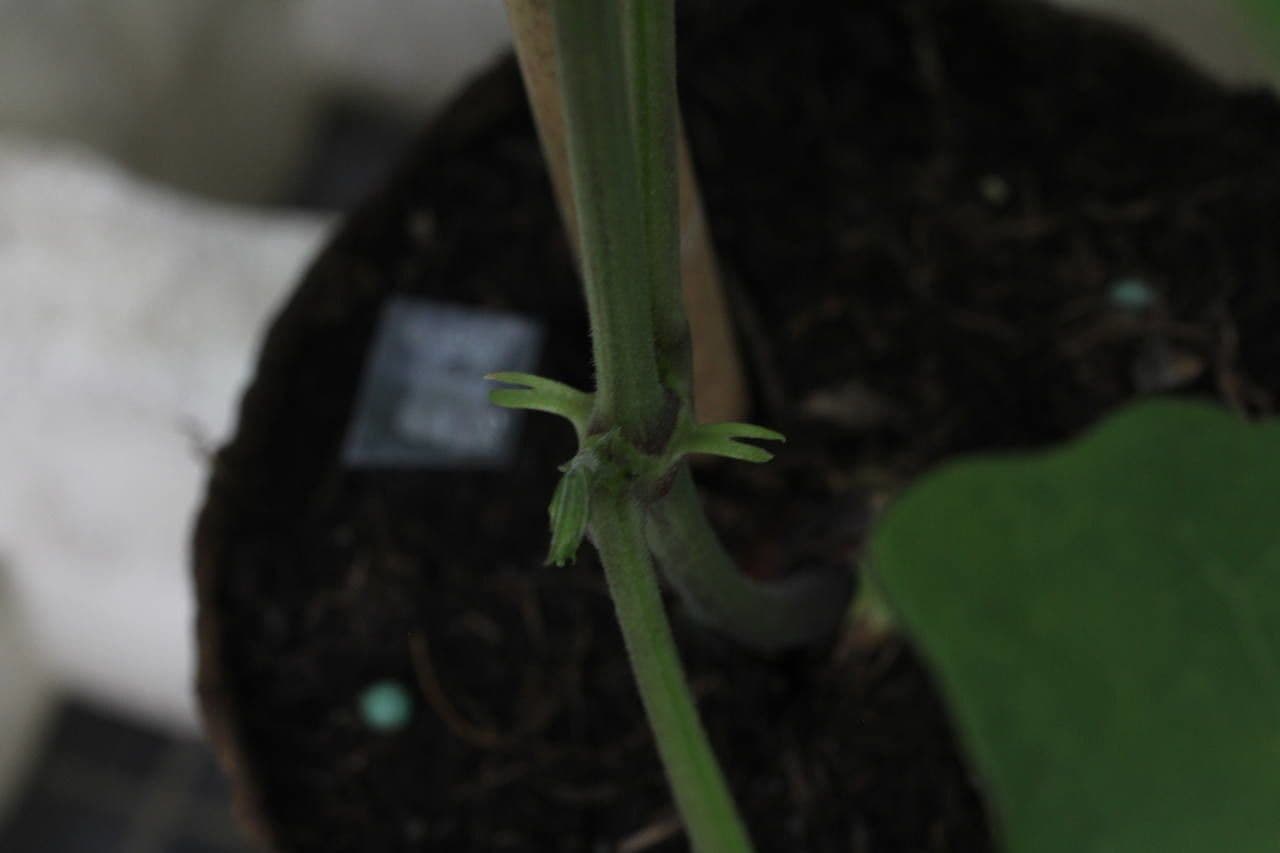 Runner bean 21