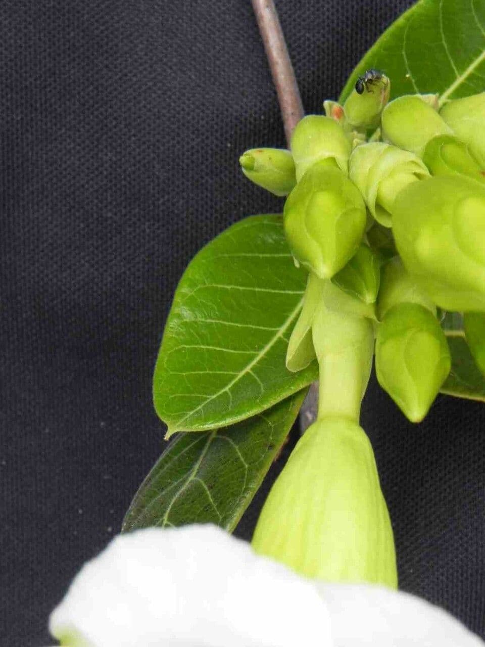 Odontadenia 11