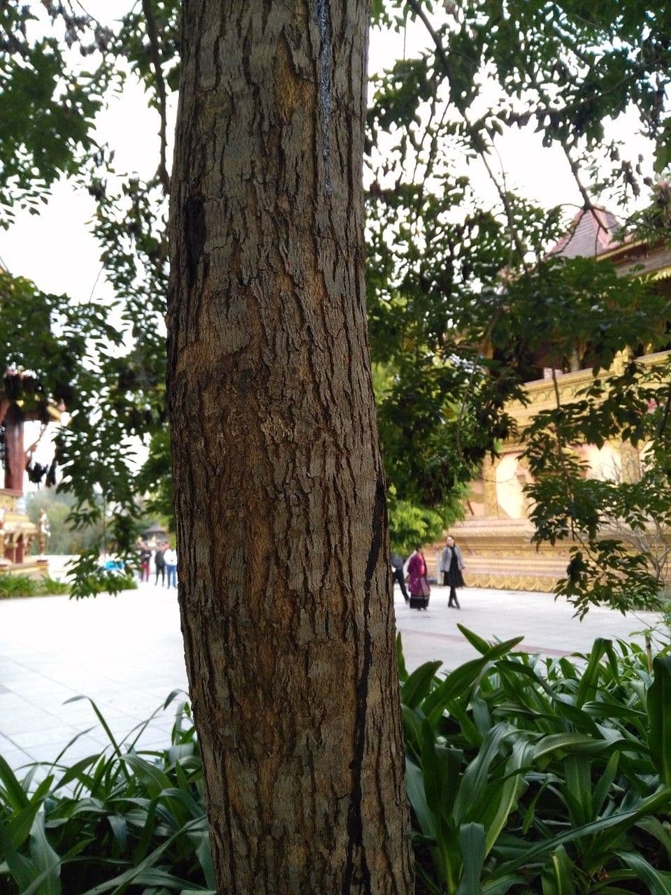 Dalbergia hupeana 4
