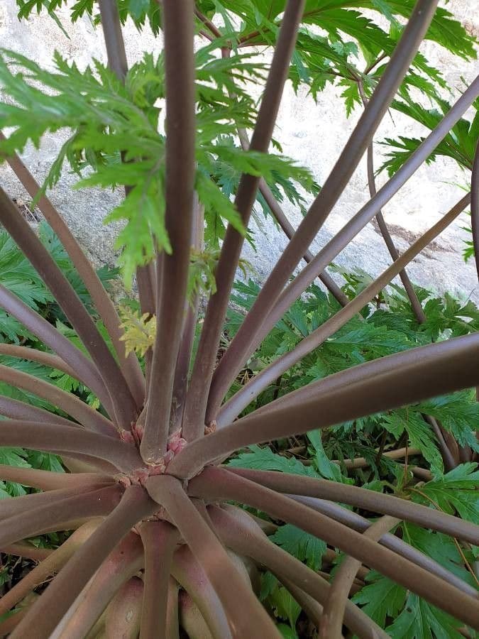 Geranio de Madeira 19