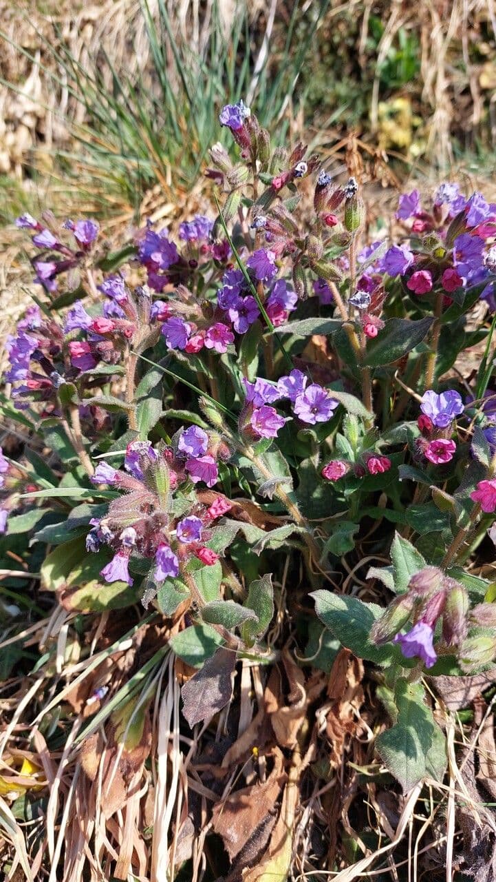 Polmonaria montana 18
