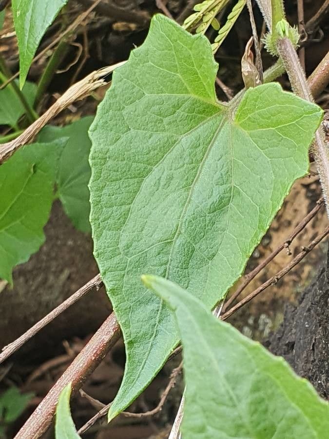 Cineraria deltoidea 11