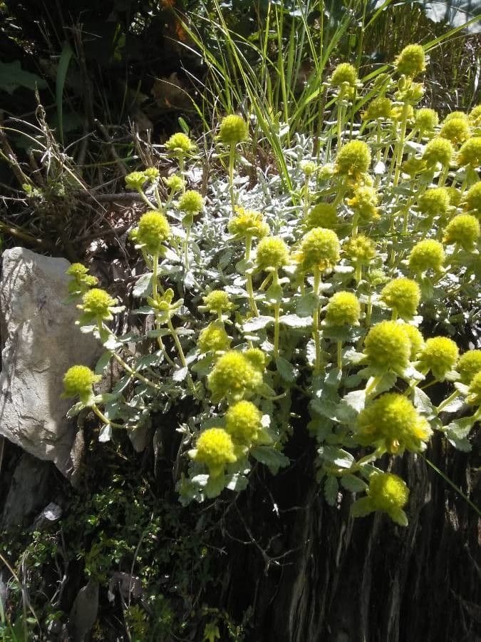 Teucrium