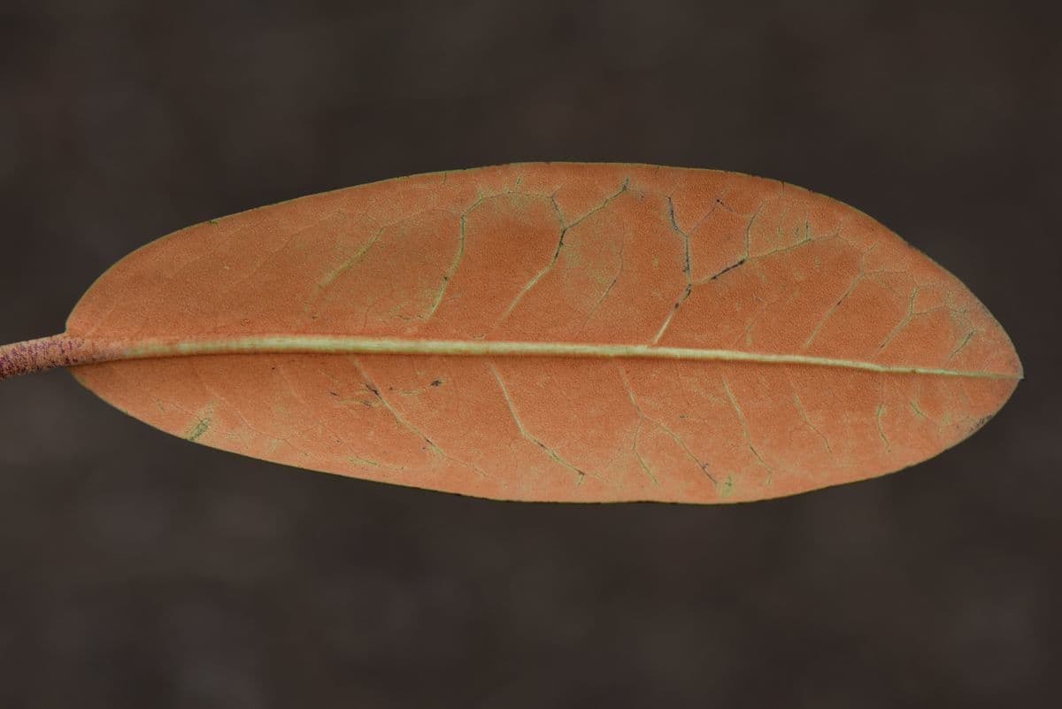 Rododendro 12