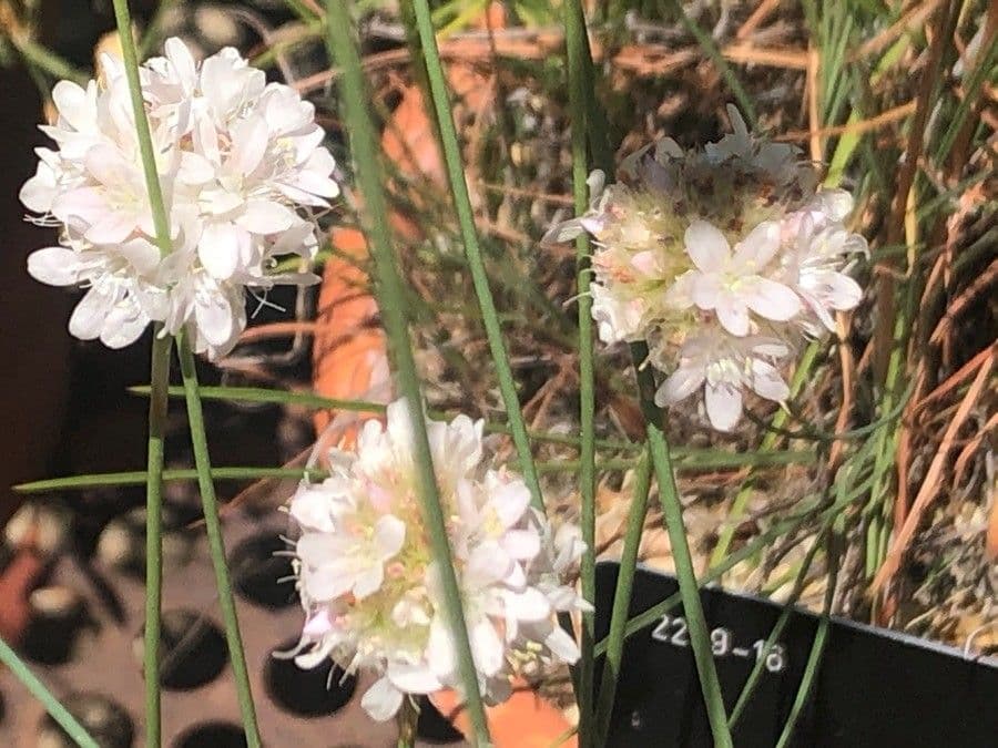 Armeria malacitana