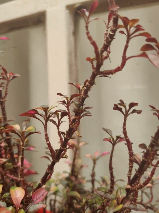 Bettzick-Blume 21