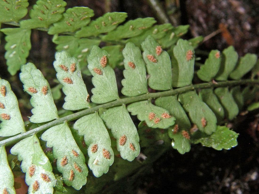 Asplénium ptéropus 2
