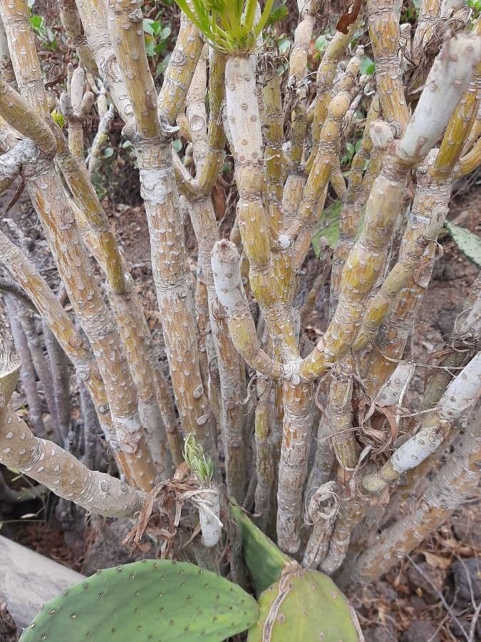 Kleinia 26